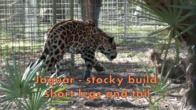 Jaguar VS Leopard - FAQ Friday смотреть онлайн