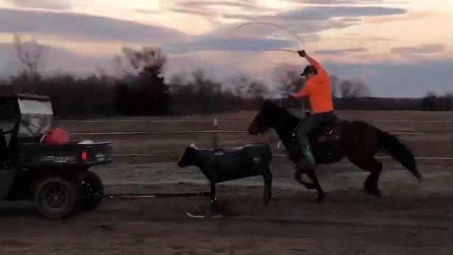 Flashy 5 year old bay mare смотреть онлайн