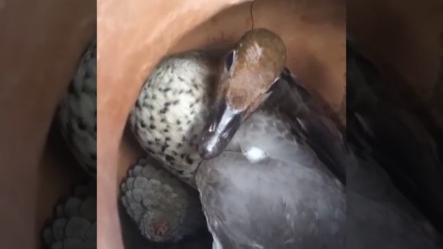 Утка в горшочке смотреть онлайн