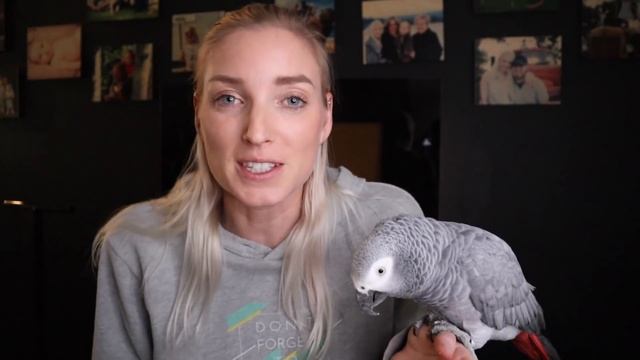 5 General Bird Care Tips For Beginners смотреть онлайн