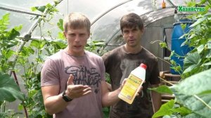 Паутинный клещ. Как быстро и надежно победить вредителя?