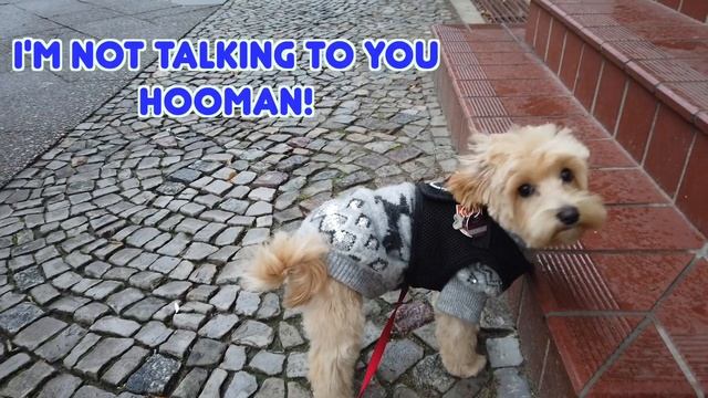 Maltipoo Puppy's First Haircut! - Dog Grooming