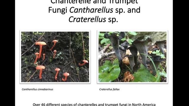 Fantastic Fungi II - Common Mushrooms of Kentucky смотреть онлайн