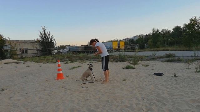 #dogdreamschool Фрагменты тренировок Уиппет Гор 6 мес смотреть онлайн