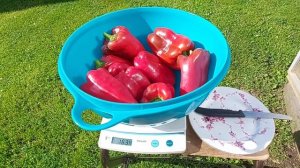 Перец сладкий  " Нижегородец".