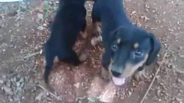 cute dogs смотреть онлайн
