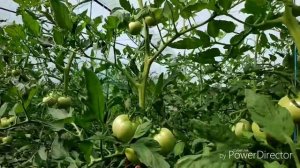 Томат Пинк Маргари.Первый сбор 2 июня 2019г.