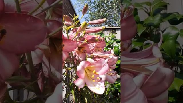 Lilium Pink Perfection (trumpet Lily)