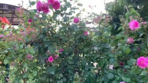 Роза Ozeana(Озеана), Тантау, 2016