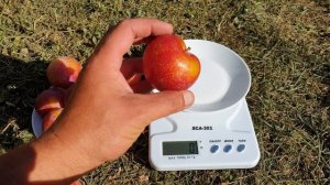 ДИПЛОИДНАЯ СЛИВА ПИНК САТУРН / PLUM PINK SATURN 5