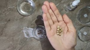 Эксперимент по проращиванию гороха