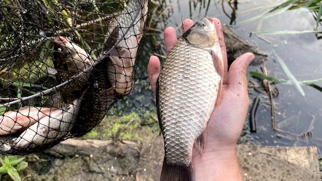 На эту насадку клюёт лучше чем на мотыля червя и опарыша. Новая Супер Рыболовная Насадка. смотреть онлайн