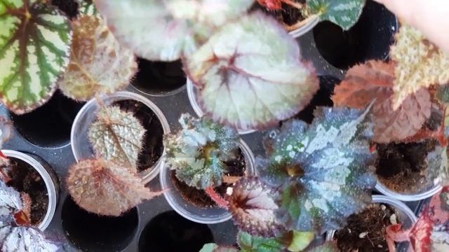 Детки бегоний, что есть в наличии смотреть онлайн