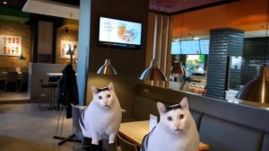 кошачья жизнь 2 серия