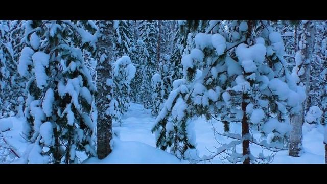 ...белая ТАЙГА... видеоэтюд смотреть онлайн