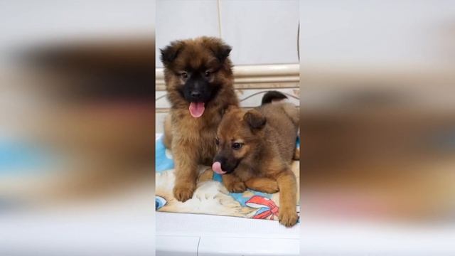 НЕБОЛЬШИЕ ЩЕНКИ ИЩУТ ДОМ!?? Посмотрите какие очаровательные ? Бруно и Пикси !? смотреть онлайн