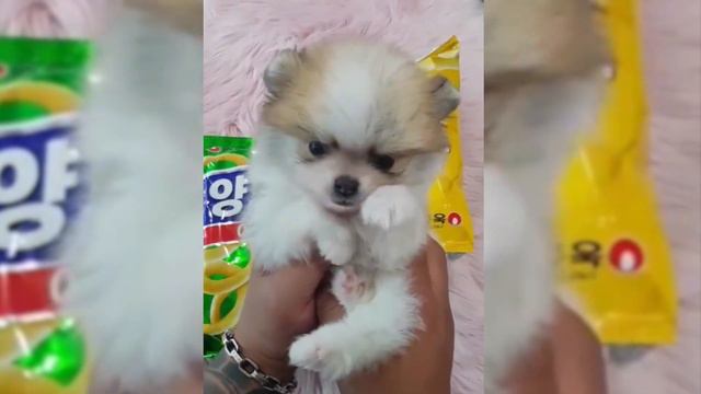 #18 Я СМЕЯЛСЯ ЦЕЛЫЙ ЧАС, Самые смешные кошки и собаки  Милые животные