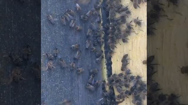 Пчёлы. Облёт2021