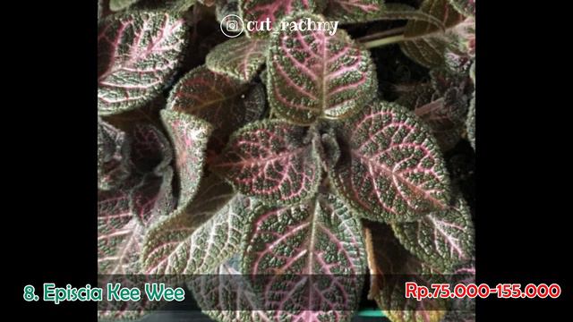 CANTIKNYA !! INILAH 16 JENIS EPISCIA TERCANTIK YANG BISA KALIAN KOLEKSI смотреть онлайн