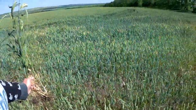 Выпуск 20. Супер урожай на зерновых с применением органического удобрения смотреть онлайн