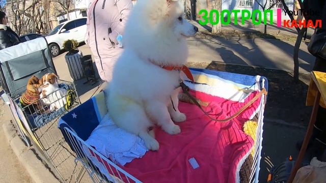 Собачий рынок Одесса. Староконный рынок. Птичий рынок. Щенок смотреть онлайн