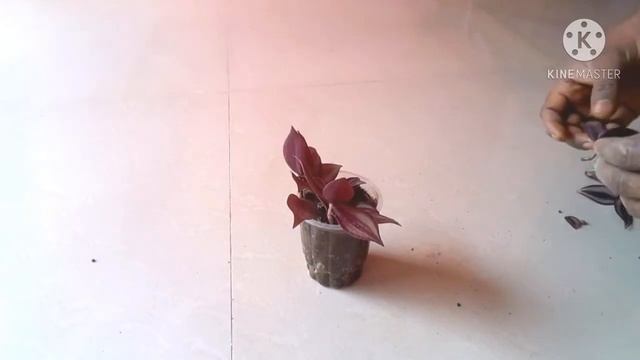 How do you care for a Tradescantia zebrina| how to grow zebrina plant | zebrina an indoor plant смотреть онлайн