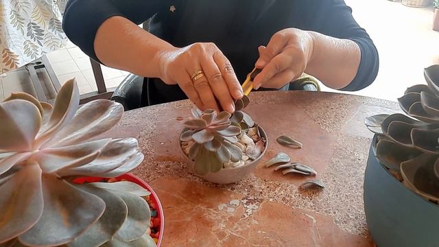 de capito echeveria perle von 😓😩 смотреть онлайн