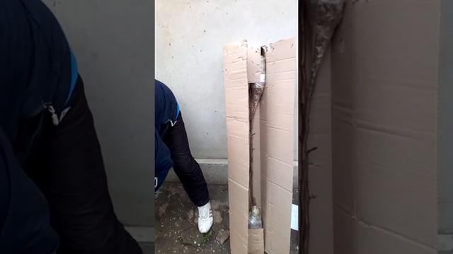 Распаковка посылки от Агро-Маркет. Груши, яблоня, кактус и фисташковое дерево. смотреть онлайн