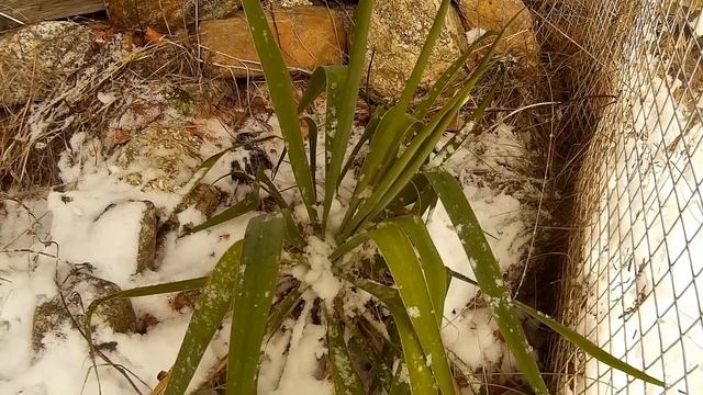 Hapsijukka (Yucca filamentosa) / Fiberpalmlilja / Adam’s needle смотреть онлайн