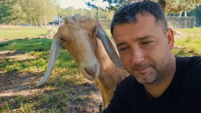 Жизнь на хуторе. Пока загоняли животных в электропастух Зинка с поросятами сбежали из сарая. ВЛОГ