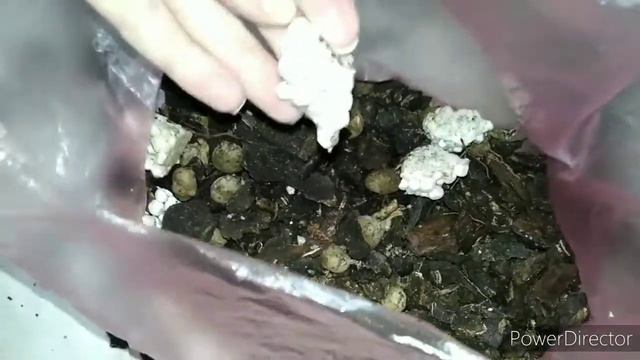 🧤Пересадка цимбидиума смотреть онлайн