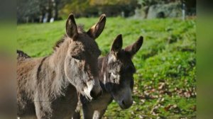 Басни Эзопа. Покупка осла. Аудиокнига