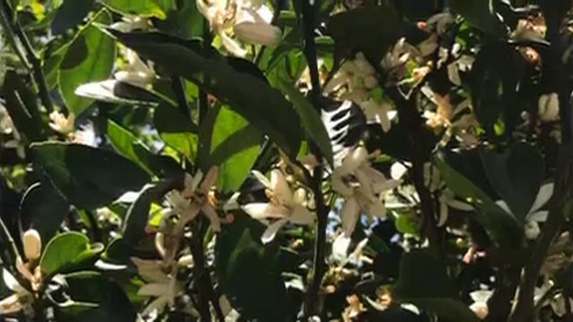 Canzonetta カンツォネッタ　C.G.Neefe смотреть онлайн