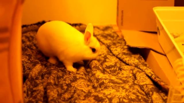 Кролик и покрывало смотреть онлайн