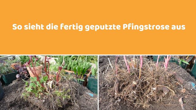 Pfingstrosen teilen - Pfingstrosen vermehren смотреть онлайн