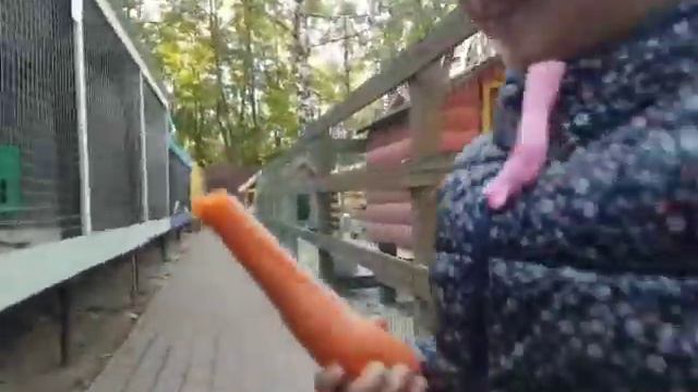 Марьюшка в контактном зоопарке смотреть онлайн