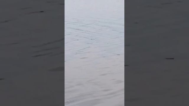 СЕВЕРНАЯ РЫБАЛКА, СУПЕР КЛЕВ ЯЗЯ И ПЛОТВЫ #рыбалка,#север смотреть онлайн