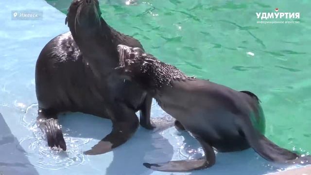 Детеныши морских котиков в зоопарке Ижевска смотреть онлайн