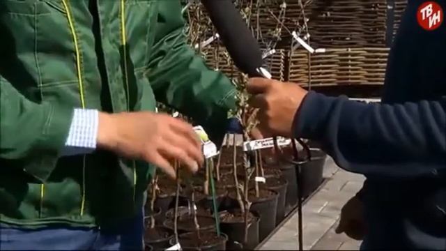 Озеленение городских приусадебных участков и коттеджей смотреть онлайн