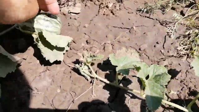 Дача. Июль 2022 год. 2/4 смотреть онлайн