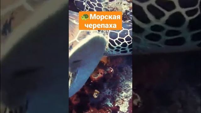Детский канал о природе и животных. #длядетей #черепаха #детям #познавательный #животные #дельфин смотреть онлайн