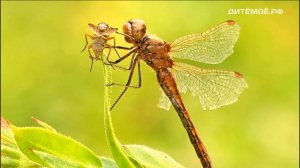 Стрекоза. Энциклопедия для детей про животных. Реки и Озёра