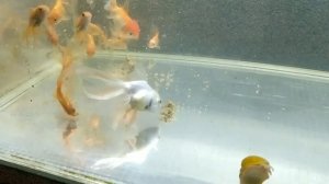 КОРМ КАША для аквариумных рыб, мой метод приготовления, кормление аквариумных рыбок