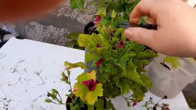 Королевская герань отцвела. Что дальше? смотреть онлайн