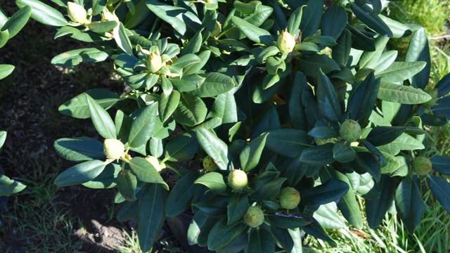 Potted Rhododendron Capistrano a Yellow Rhody смотреть онлайн