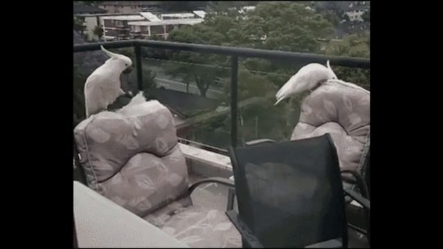 КАК СОДЕРЖАТЬ КАКАДУ В ДОМАШНИХ УСЛОВИЯХ ?/ВСЕ О ПОПУГАЕ/ смотреть онлайн