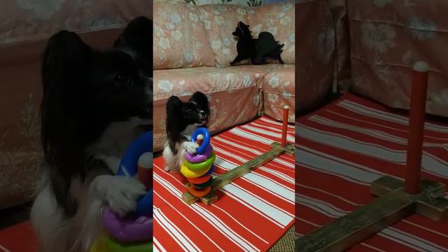 Умный папийон.Трюковая дрессировка. смотреть онлайн