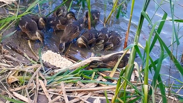 Дикие утята, кормление утят