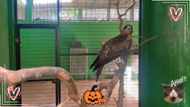 Farm Animals Amazing Activities: Cat, Horse, Quokka, Otter, Turtle - Animal Universe смотреть онлайн