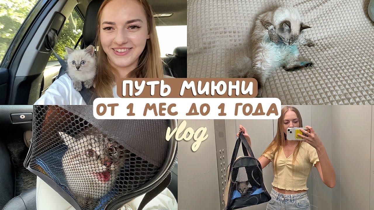 МЫ ЗАВЕЛИ КОТЕНКА ❤️ первая треш ночь вместе, лечение ушного клеща, стерелизация в 10 месяцев смотреть онлайн